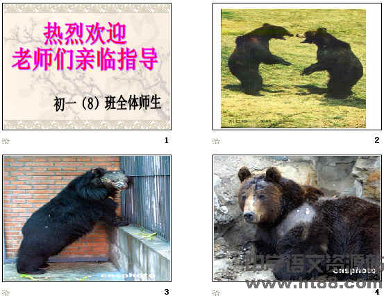 鿴Ԥͼ