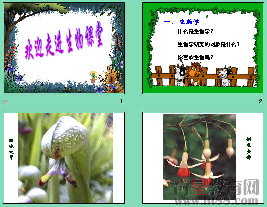 鿴Ԥͼ